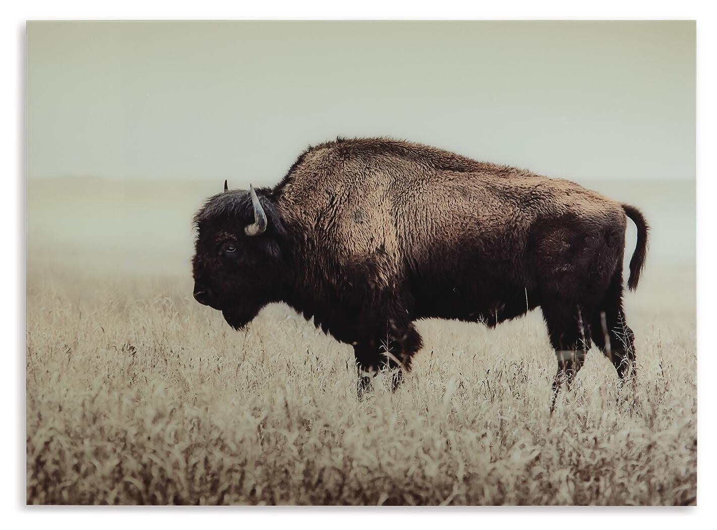 Ashley Express - Brutus Wall Art